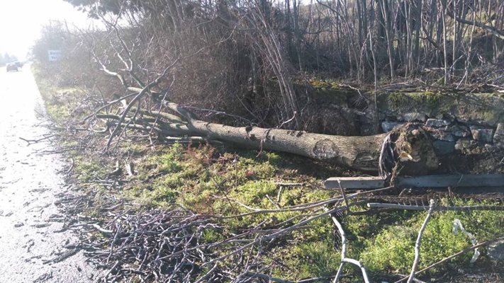 Силните ветрове крият опасности от счупени дървета