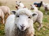 Фонд "Земеделие" утвърди две схеми за държавна помощ за овцевъди и козевъди