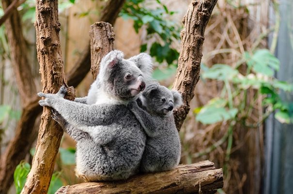 Популациите на застрашените бозайници в Австралия са намалели с 38 процента за период от 20 години СНИМКА: Pixabay