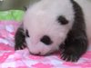 Раждане на бебе панда зарадва Токио (Видео)