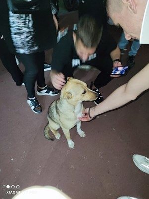 Кучето, което в неделя бе видяно в Студентски град СНИМКА: Фейсбук