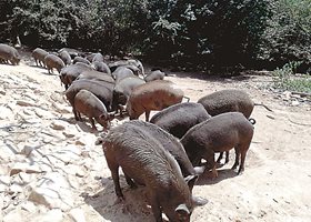АЧС унищожи поголовието от Източнобалканска свиня у нас, бройката на животните падна до 200.