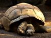 Галапагоски костенурки се излюпиха естествено за първи път от 100 г.