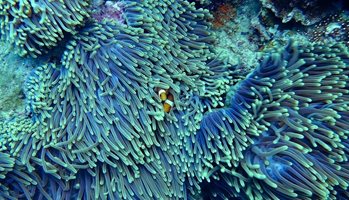 50 средиземноморски вида - корали, гъби, макроводорасли и риби са изчезнали