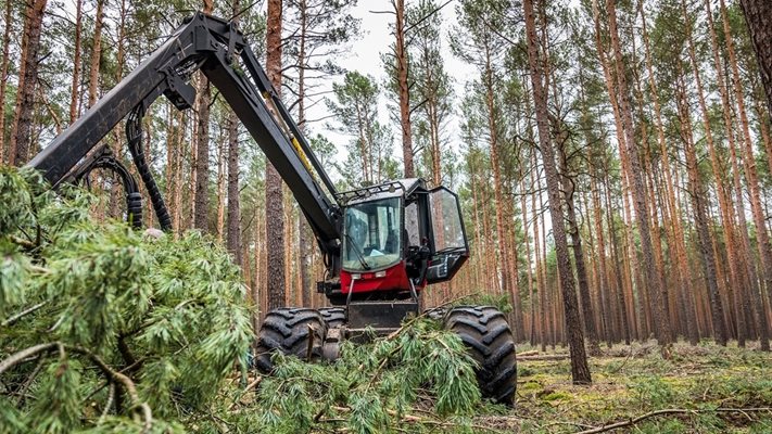 УЖАС! Незаконно изсичат 1600 дървета