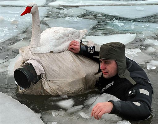 Фотограф се маскира на лебед