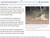 Най-известната тигрица в Индия умря на 20 години