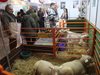 Подем на агробизнеса показва селскостопанската изложба в Пловдив