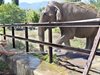 Вижте как къпят слона в зоопарка в
София (Снимки)
