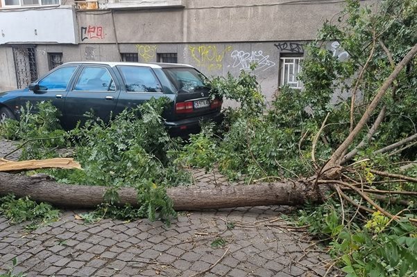 Едно от падналите дървета в Пловдив.
Снимка: Facebook/Забелязано в Пловдив (0fficial)