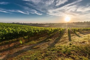 До 15 декември се подават заявления по интервенциите „Информиране в държави членки“ и „Популяризиране в трети държави“ в лозаро-винарския сектор