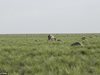 150 000 хиляди антилопи умряха за 3 дни в Казахстан