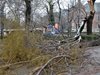 Десетки сигнали за паднали дървета във Варна