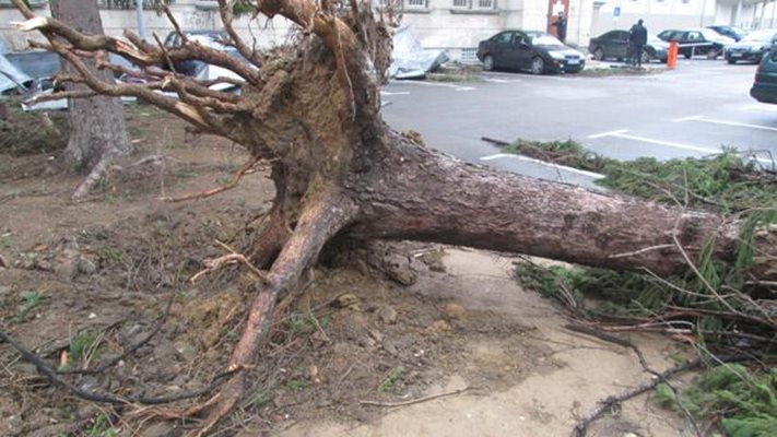Силният вятър в Сливен събори дървета. Снимка Архив