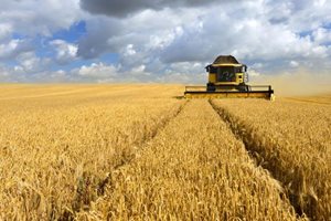 Производители в Добричко: Жънем качествена пшеница, добивите са около 640 кг от дка