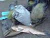 Спипаха бракониери с мрежи
и 20 кг риба край Полски Тръмбеш