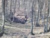 Пожар унищожи 1 декар борова гора в Природен парк "Шуменско плато"
