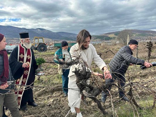 Кметицата на Куклен Мария Белчева зарязва лозето.