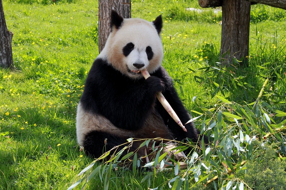 Пекин ще открие резерват за големи панди през 2025 г.