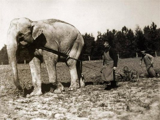 Първият слон в България, предназначен за софийската зоологическа градина, впрегнат да оре стопанството на царя в двореца "Врана". Периодът е 1900-1910 г.