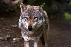 Историята на алфа вълка от Йелоустоун - матриарха на гората