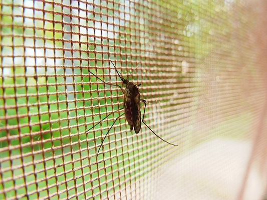 Мястото, ухапано от комар, не бива да се чеше.
СНИМКА: ПИКСАБЕЙ