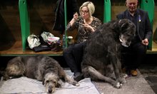 Световноизвестната изложба за кучета Crufts се завръща в Бирмингам