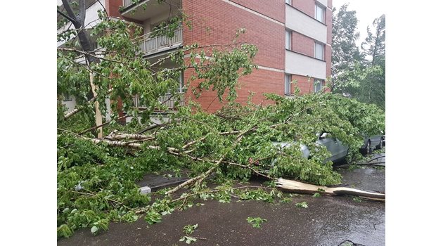 Дървета паднаха върху коли в българското посолство. СНИМКА: БОРИС АНЗОВ