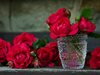 Как да се вкорени роза от букет?