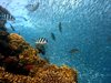 Една трета от кораловите рифове край Гуам са унищожени заради топлата вода