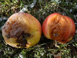 Болести по време на съхранение на ябълки и круши