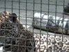 Животните, които уж избягали от германски зоопарк, не са напускали загражденията