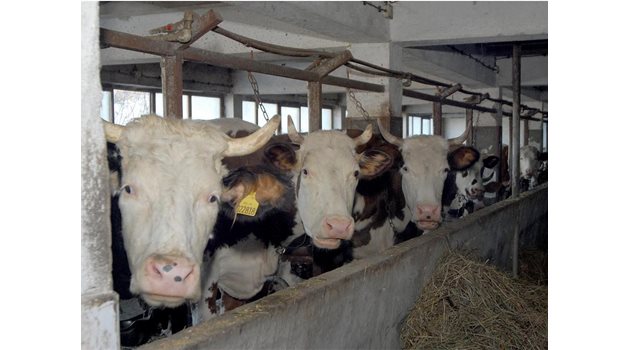 ПОДБОР: Николов от 15 години отглежда породисти швейцарски крави.
