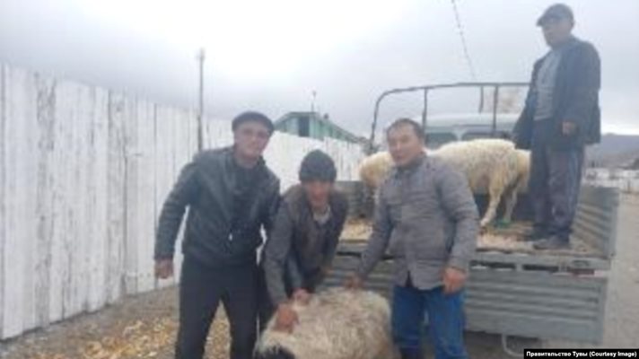 Раздават овце, зеле и картофи на семействата на мобилизирани руснаци в Тува