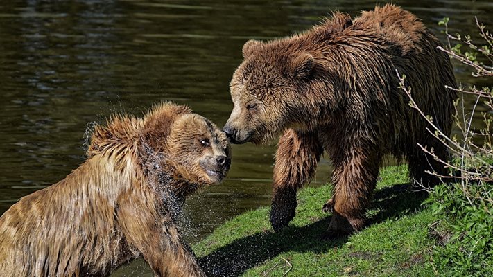 Семейство се срещна с мечка