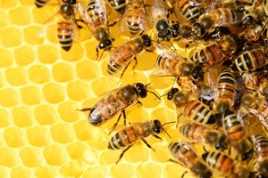 Пчеларството в Португалия - на ръба на кризата