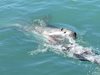 Акула убила тийнейджър в Австралия