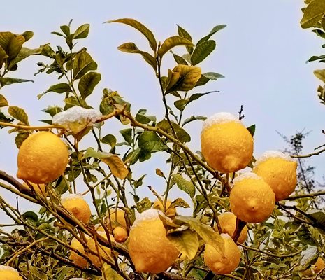 Лимоните в Сирос са в сняг. Снимка: Веселина Роккос