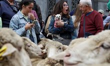 Овце минаха по улиците на Мадрид като част от традиционен парад