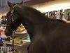 Жена вкара коня си в магазин (Видео)