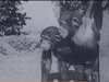 1927 г.: СССР кръстосва маймуни с хора. Ражда се СПИН