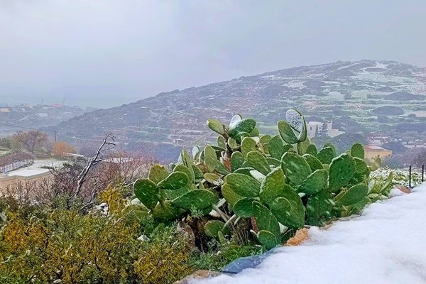 Кактусите в Сирос. Снимка: Веселина Роккос