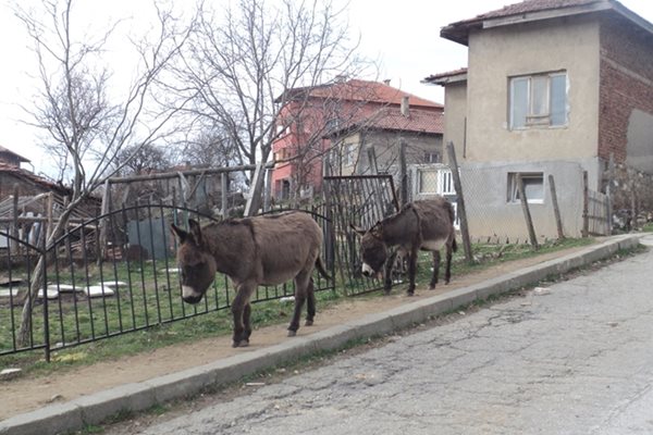 Освен край нивите магарета в с. Церово се разхождат на всяка улица.