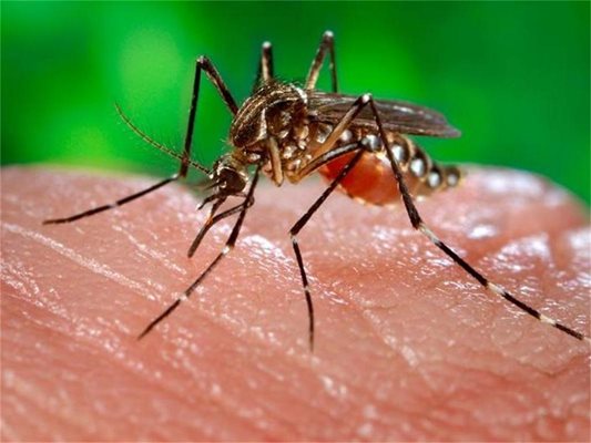 Нилска треска - възможна и в наш комар