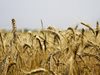 Без отмяна на митата за зърното в Турция