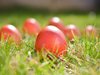 Боядисаха 2024 червени яйца в Бачковския манастир