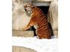 В Русия успяха да хванат амурски тигър, избягал докато го транспортирали към зоологическа градина. Хищникът бил забелязан да се скита близо до град Воронеж, съобщава 
