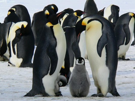 Пингвини и видри в японски аквариум отказват по-евтината риба