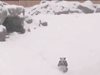 Панда от зоологическата градина в Торонто не успя да скрие радостта си от прясно навалялия сняг и побърза да се забавлява.  Според пресцентъра на зоологическата градина Да Мао се събудил една сутрин, видял снега и решил да се повесели. Видеото от непринудената игра на мечето е разпространено от служители на зоопарка.