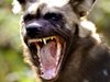 10 ловни кучета нахапаха зверски 
берач на билки  край Златарица